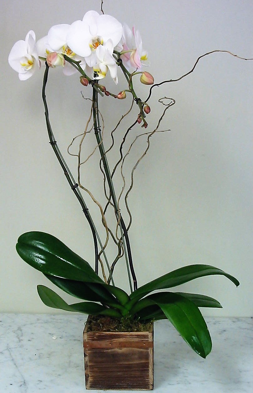 Double Stems White Phalaenopsis Orchid in Wood Box